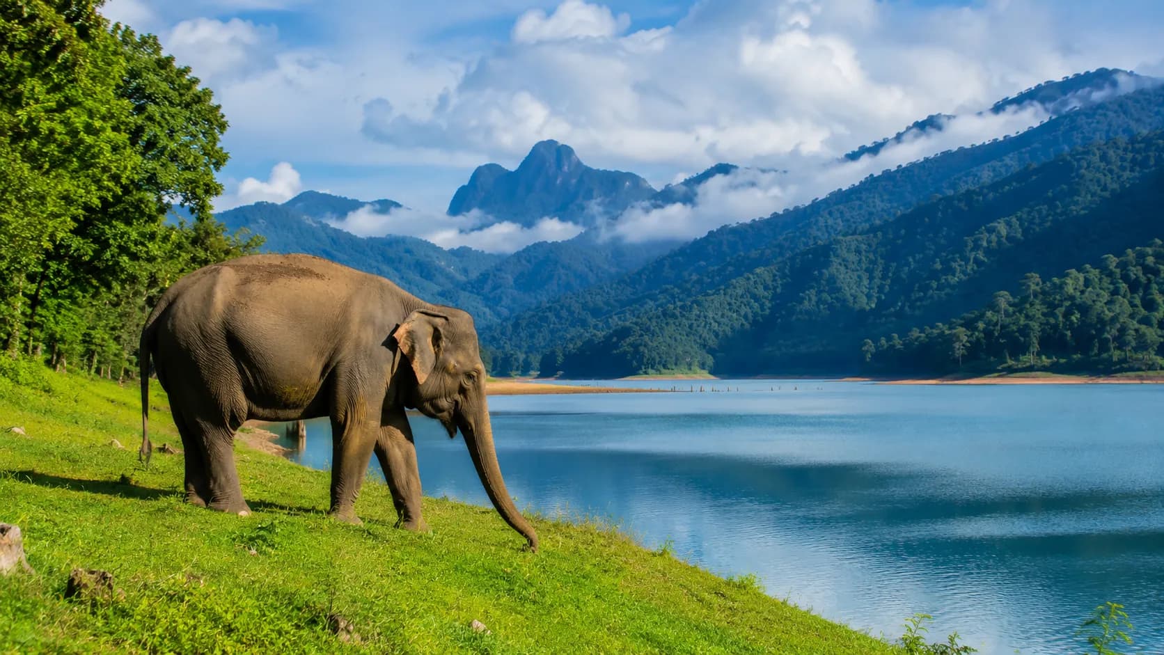 Wild Asian elephant at Anayirangal Lake safari near Munnar